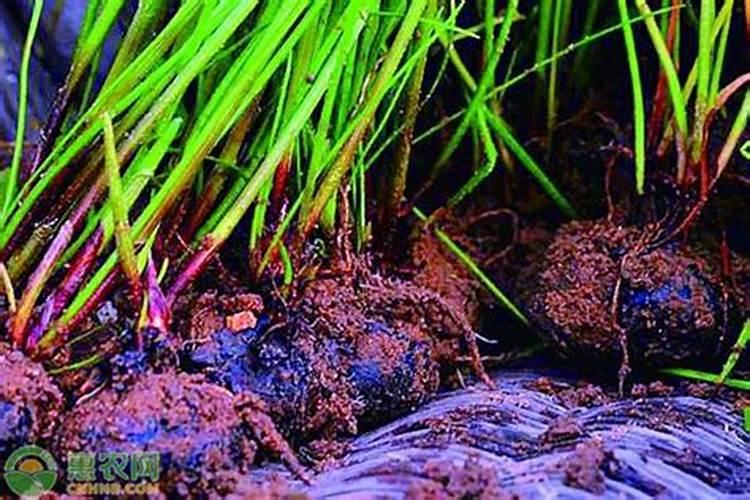 喷红蜘蛛用什么农药