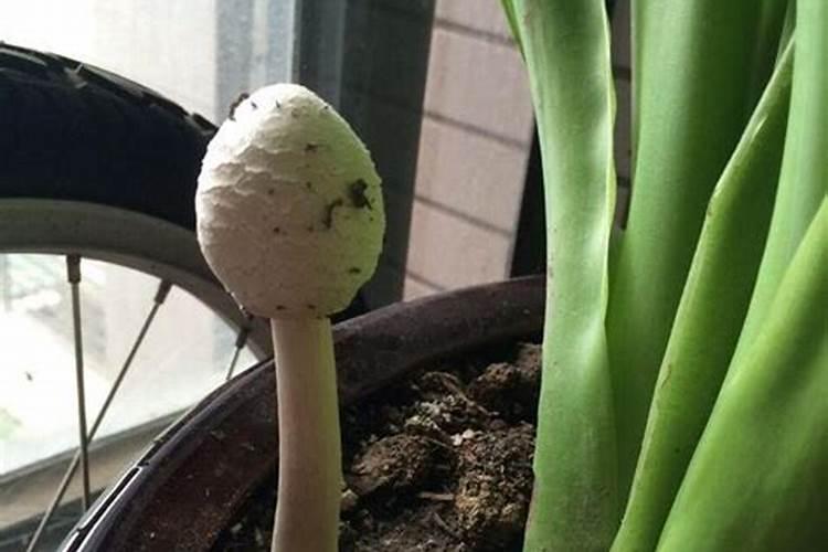 草莓用什么肥料