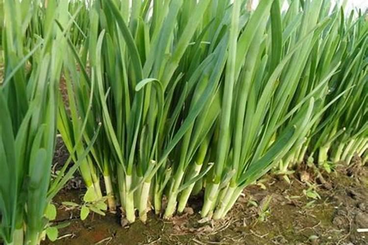 水培紫薯多久发芽