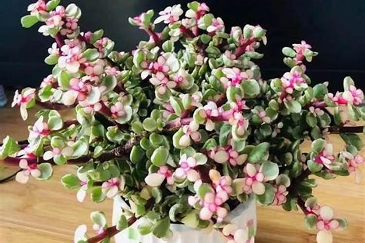 磷肥当季利用率低的原因是什么