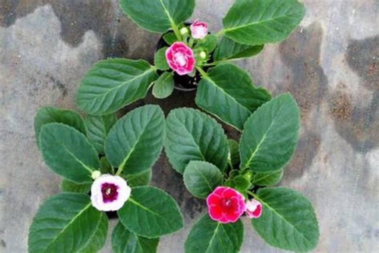 水稻施硅肥应该怎么施？一亩田用多少硅肥？