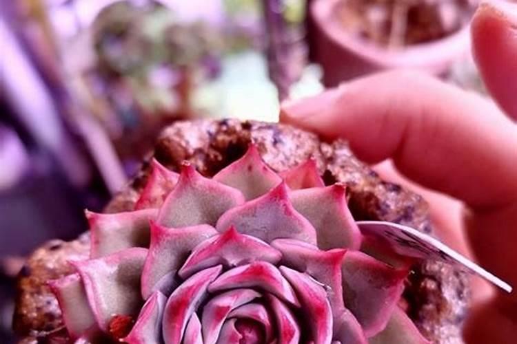 谷乐丰聚谷氨酸有机水溶肥料能和玉米种子伴着种吗