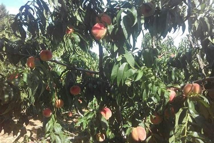 一棵树上多少复合肥