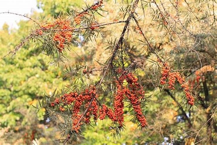 请问复混肥,复合肥,掺混肥区别