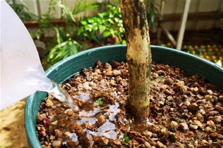 广东丝瓜刚刚结瓜施什么肥好