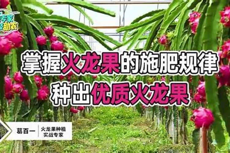 专家好!芸苔素内酯对火龙果有什么作用？