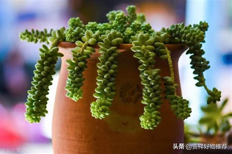 芸苔素几天打一次合适