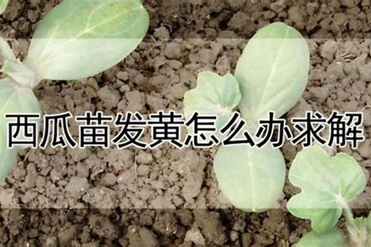 西瓜苗叶子发黄怎么治