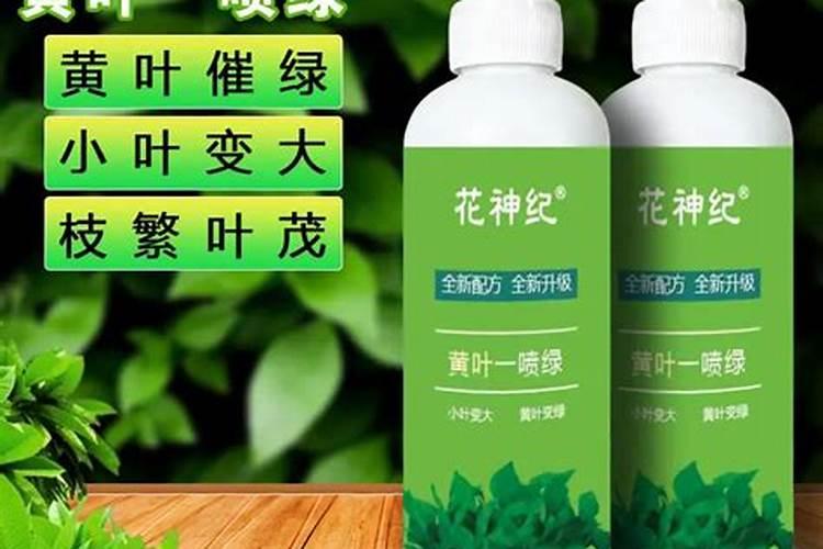 现在农历八月树可以种活吗(八月份种树能活吗)