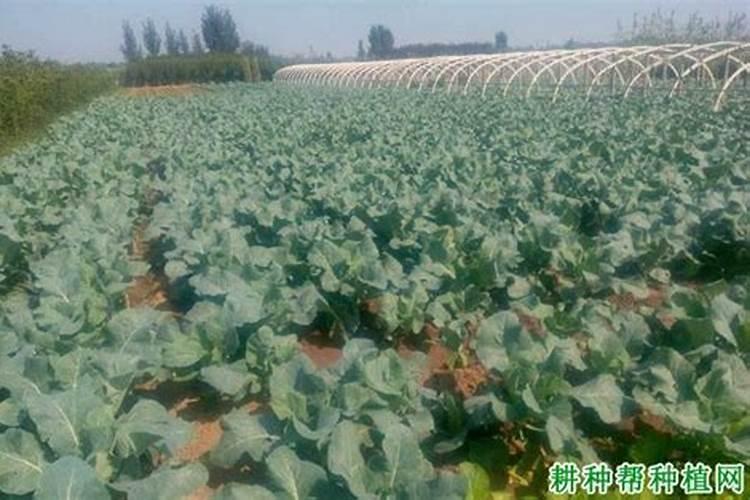 高产花菜种植的施肥技巧有哪些？