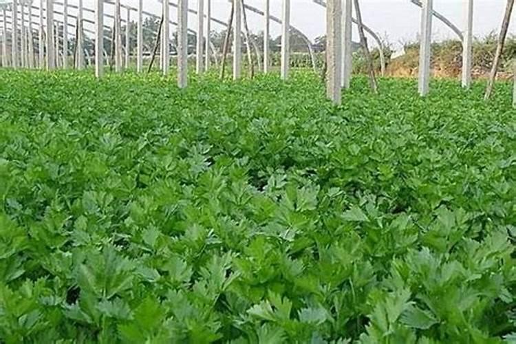 芹菜施肥方法
