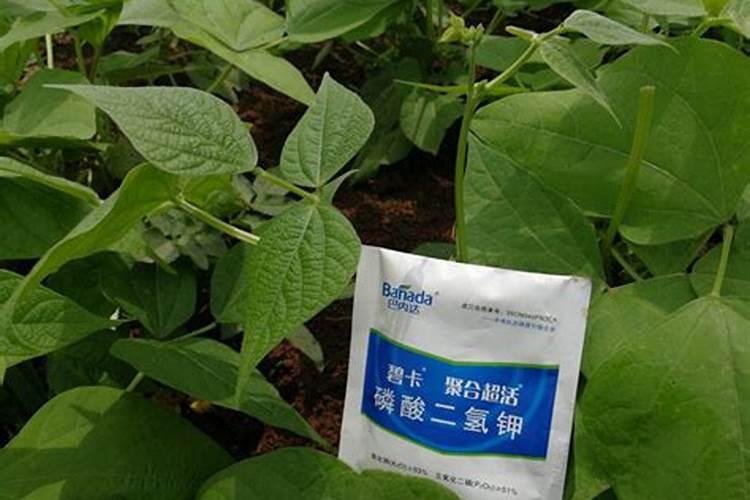 豆角的栽培方法