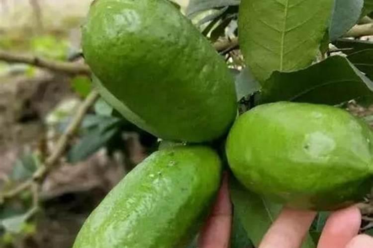 花菜施肥用什么肥料