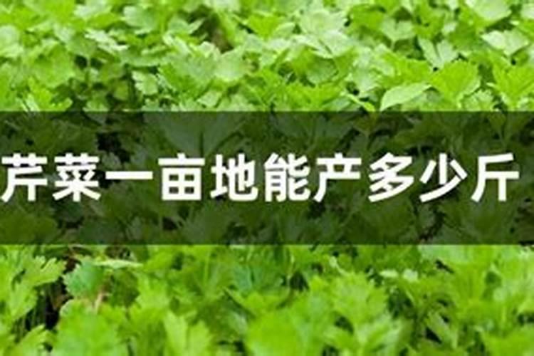 农民种植的芹菜出现裂杆,是什么原因造成的？要如何防治？