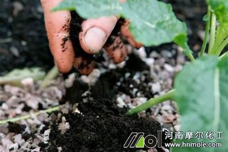 如何施用硼肥？