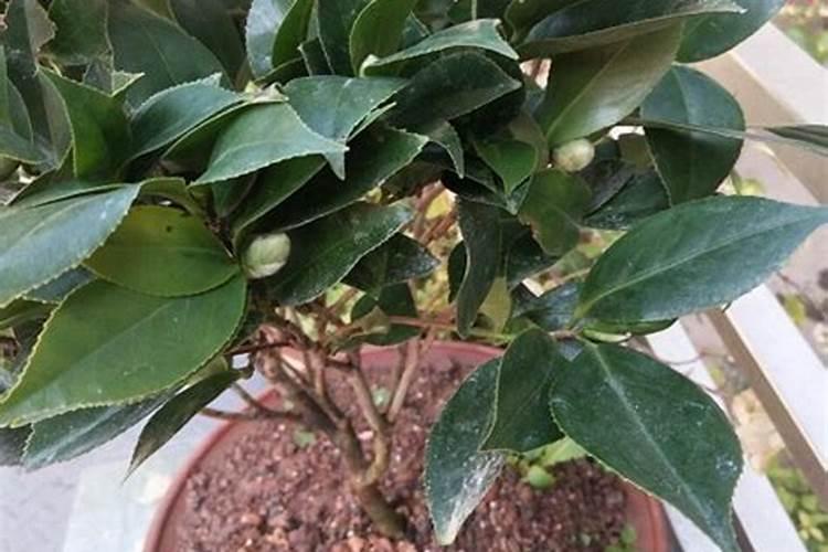 山茶花浇什么肥料合适