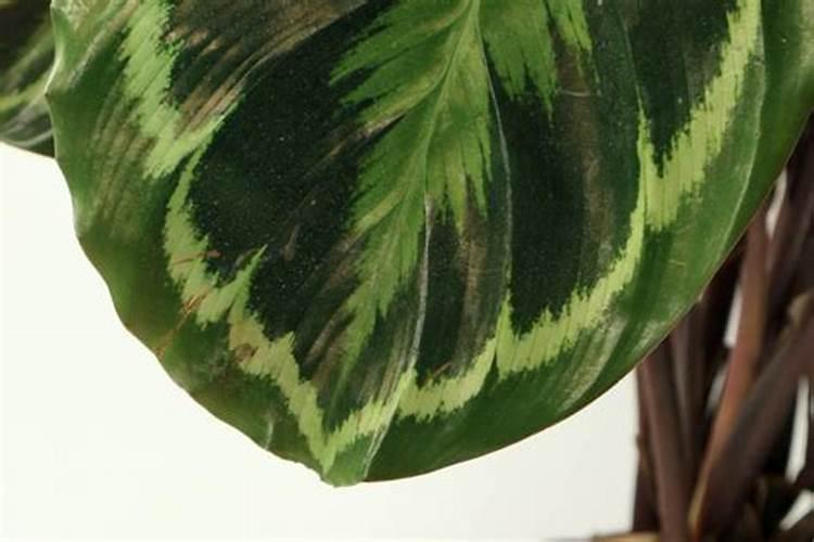 葡萄膨大转色期可以打磷酸二氢钾吗