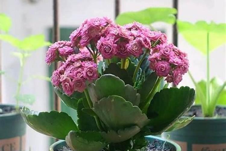 钙片和什么一起吃能促进钙的吸收