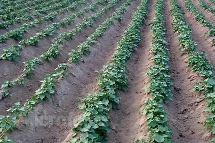 种小麦一亩地用多少复合肥