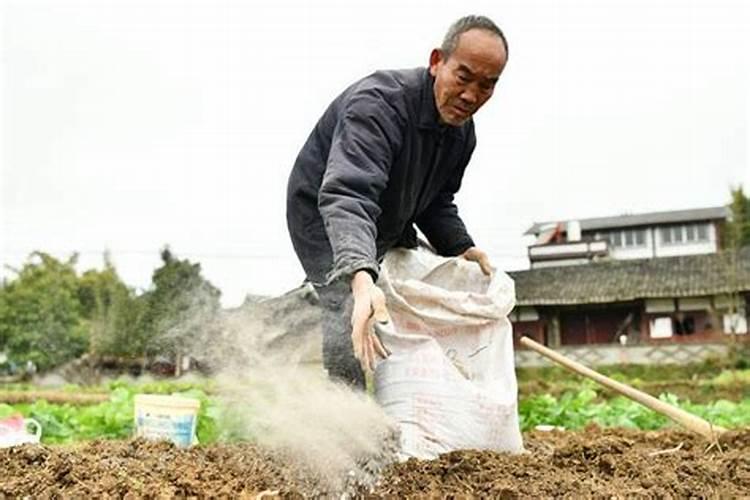 地下刚挖出土可以种菜吗