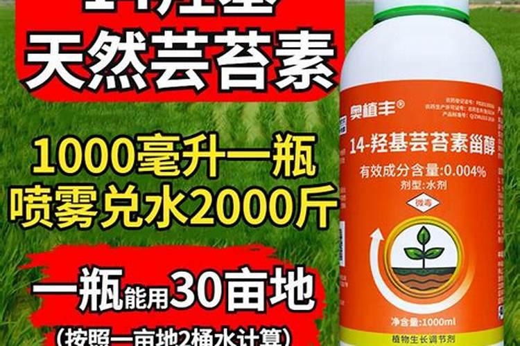 水稻移栽秧弱苗用芸苔素份量