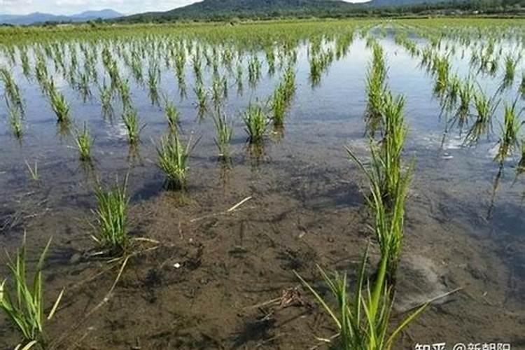芸苔素内酯能拌种吗