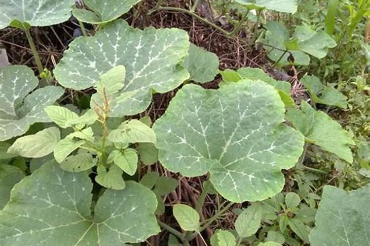 如何给栀子花换土