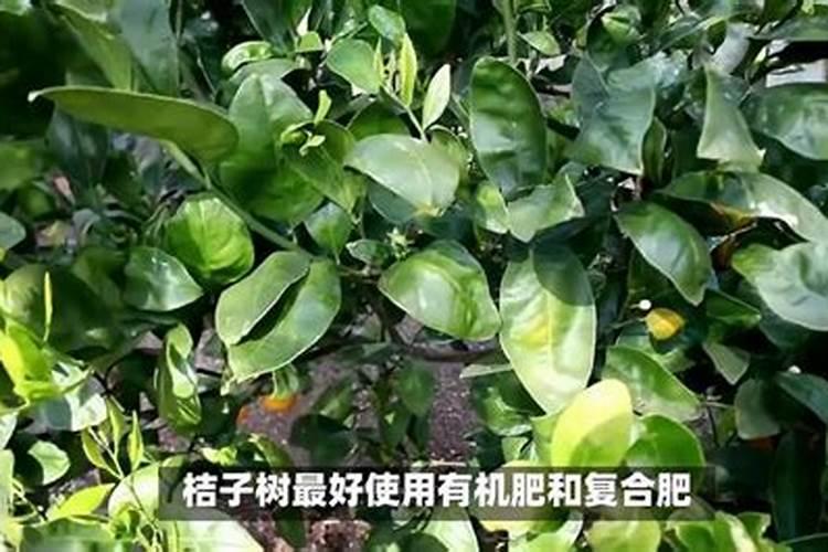 刚种桔子树可以使用氨基酸水溶肥吗？