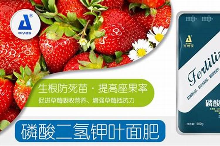硅肥对草莓喷好还是灌根好
