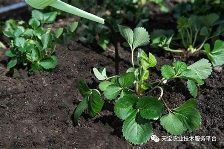 草莓种植,结果后应该怎么管才能保质保产？