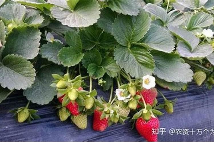 硅钙镁元素肥对土壤有什么好处？