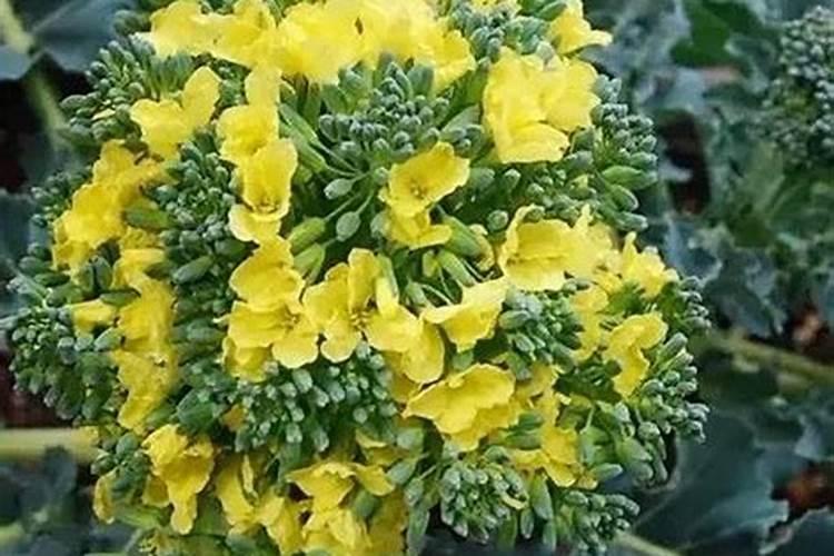 铁树的叶子黄了还能变绿吗