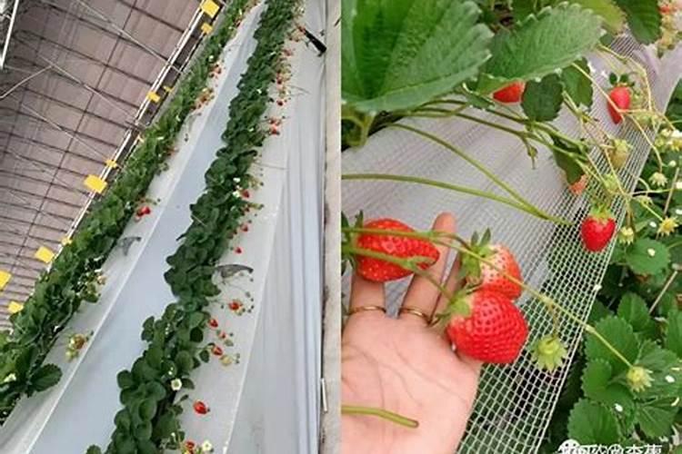 硅肥的施用范围？