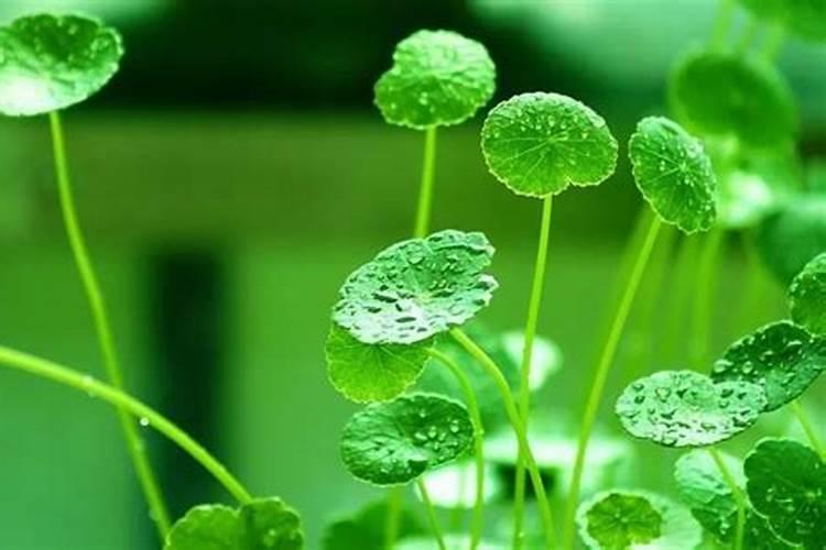 草莓在开花的时候施什么肥料