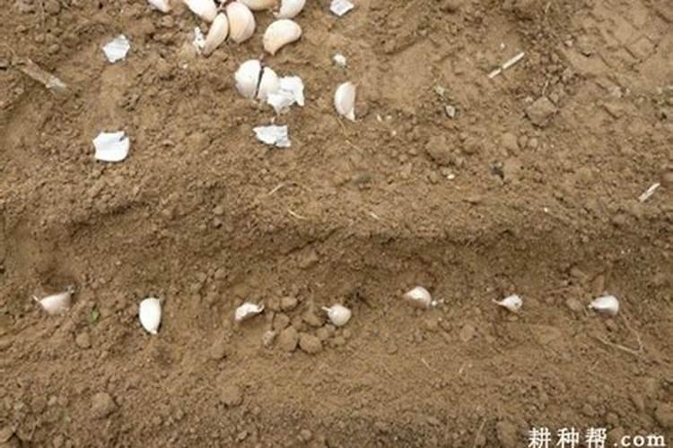 大蒜一亩地上多少肥料为合适
