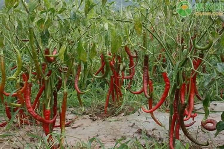 栽辣椒多久追肥