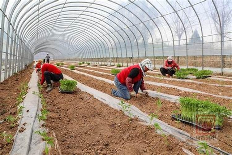 辣椒苗移栽后多久可以施肥