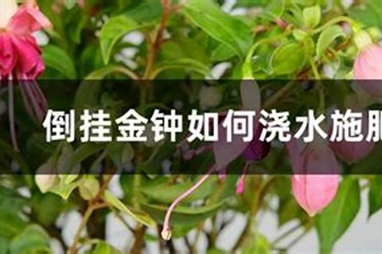 高磷水溶肥配方表