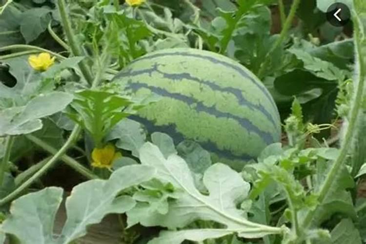 孝感冰阳桶装水质量怎么样