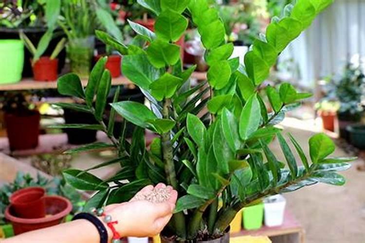 小麦喷施磷酸二氢钾还是喷施倍多？