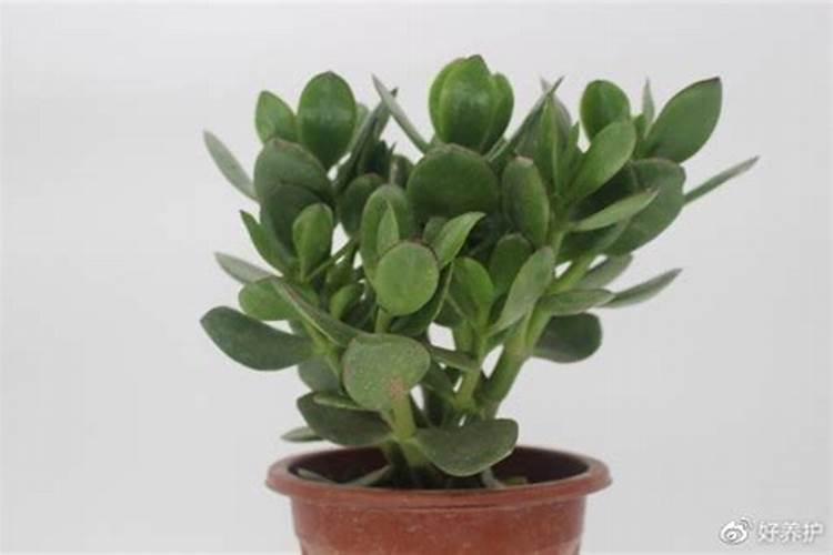 玉树能用人尿浇吗