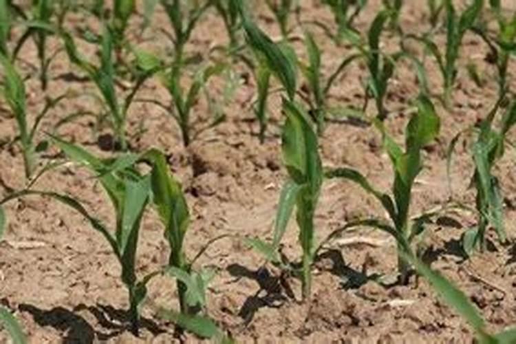 玉米除草剂和叶面肥可以一起使用吗