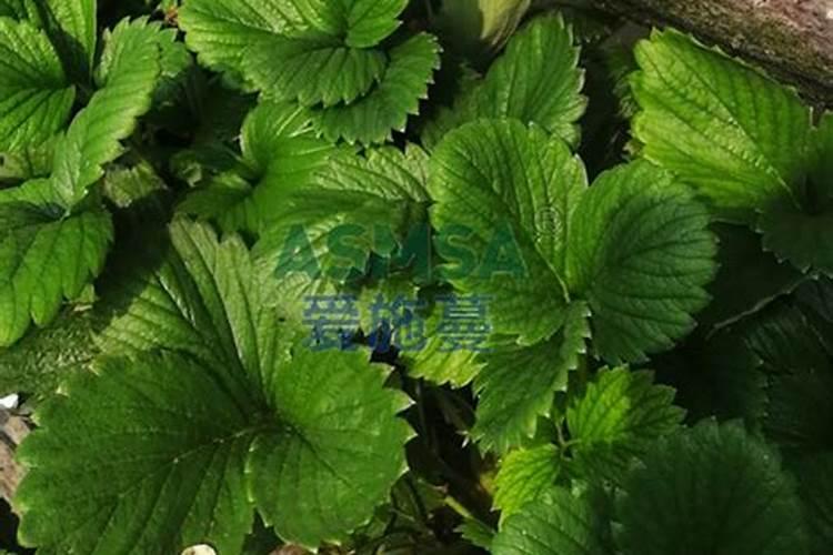 草莓膨果用啥水溶肥好