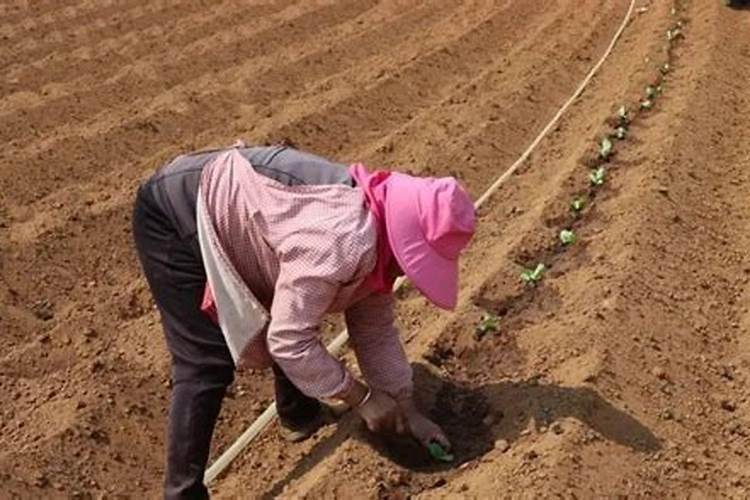 烤烟最好的肥料第一名