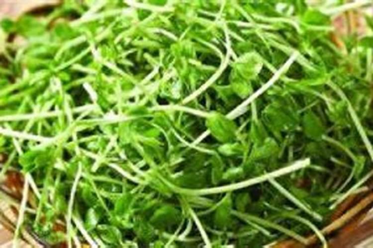 果树什么时候施肥料最好