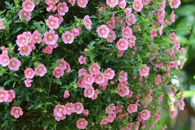 怎么让小木槿多开花 如何小木槿多开花