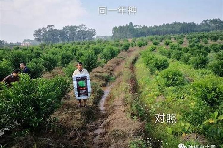 大白菜的养殖及施肥