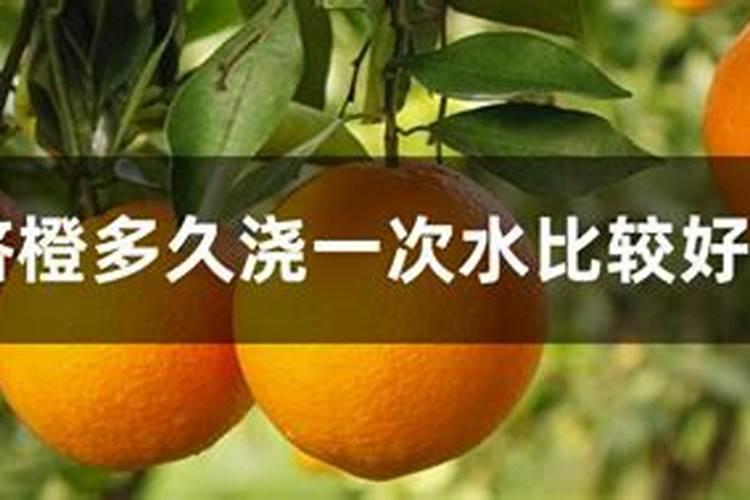 柑橘幼苗期用肥魔方冲施的话兑多少斤水合适？