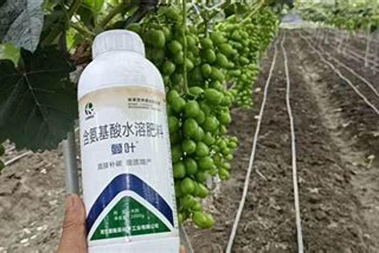 巨峰葡萄嫁接苗,夏季怎么管理,还需要施肥吗？用什么钙镁肥比较好呢？