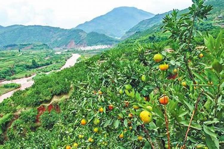 柑橘树用什么肥料好？